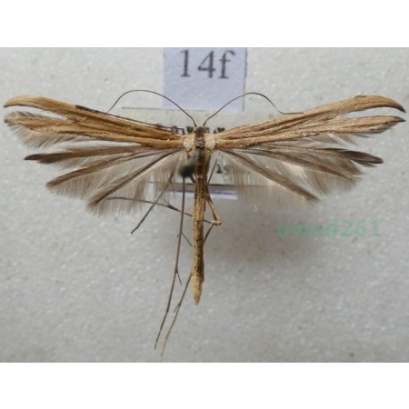 Emmelina monodactyla (Linnaeus, 1758) Piórolotek zwyczajny Czech14f